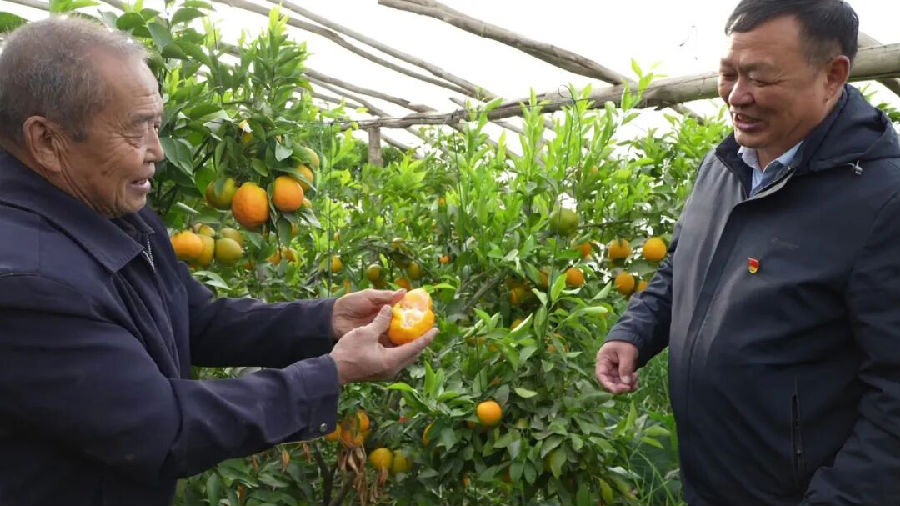 种植户和农技人员正在大棚内查看丑橘成熟情况（张广成 摄）