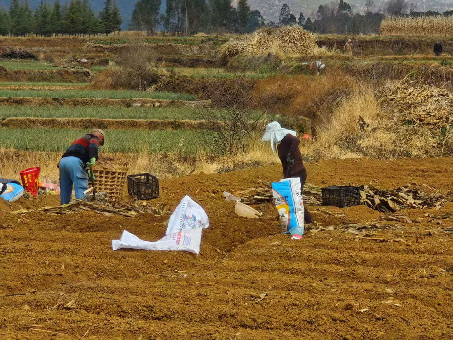农户正在种植山药（彭孝琴 摄）