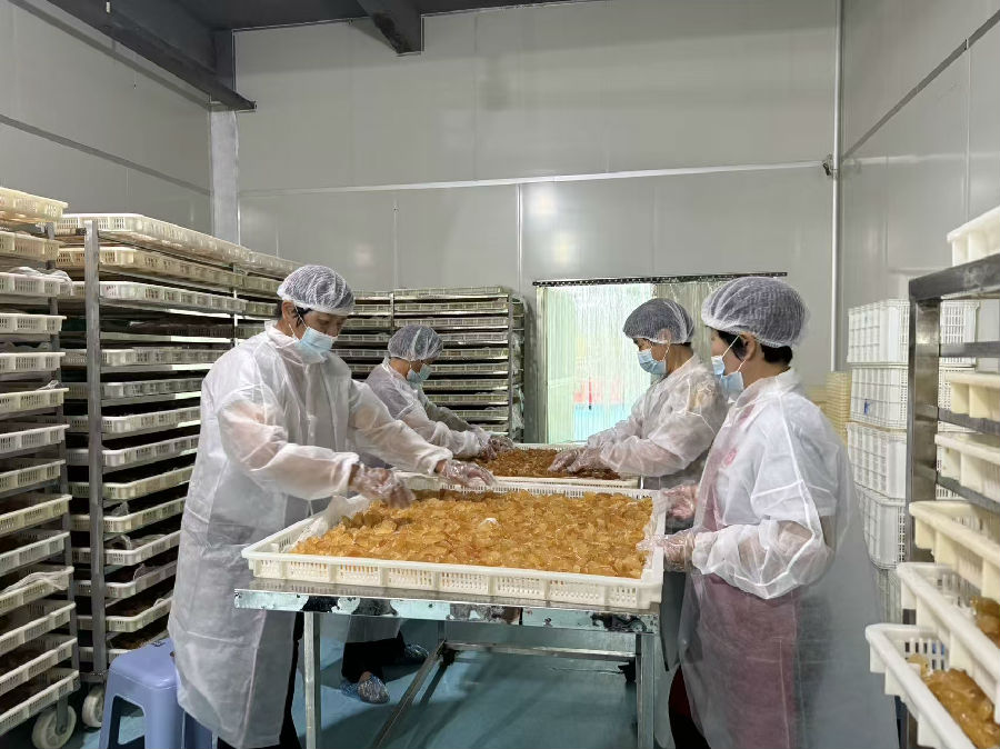 烘干后的蜜柚果干即将被送往分装车间（赖桂碧 摄）