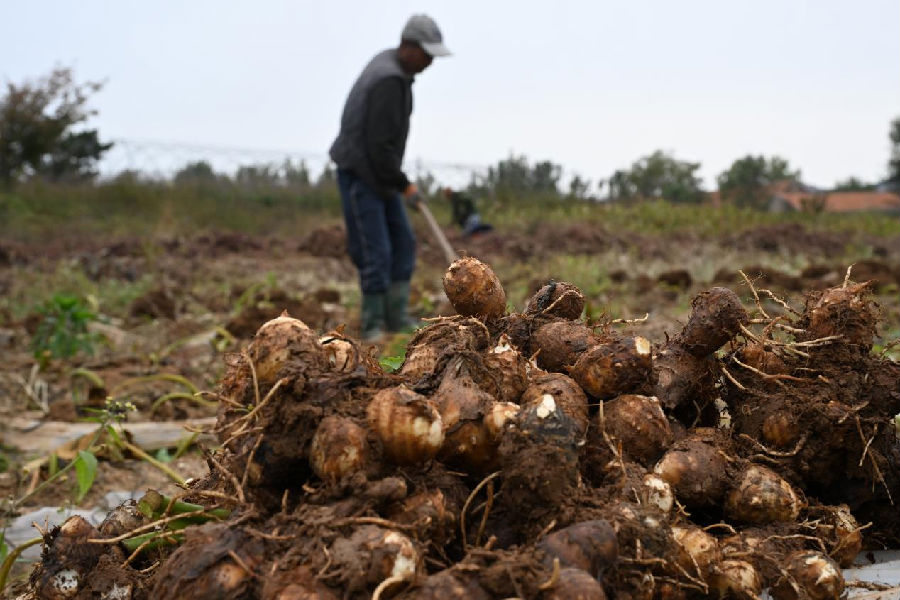 山东省青岛市即墨区鳌山卫街道姜家白庙村的农民在收获芋头(张涛 摄) 山东省青岛市即墨区鳌山卫街道姜家白庙村的农民在收获芋头(张涛 摄)