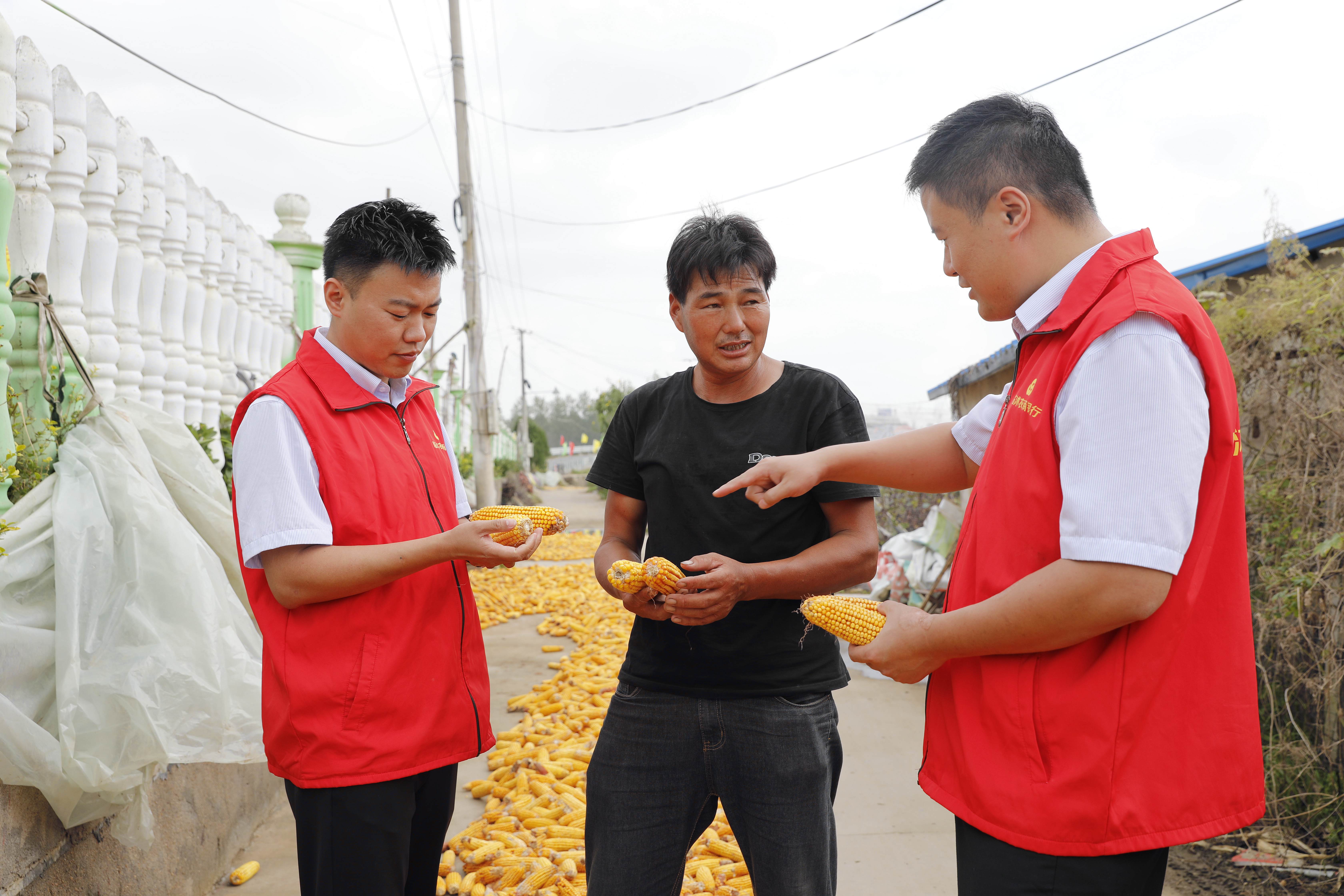 临沭农商银行工作人员深入一线助力秋收生产（李欣 摄）
