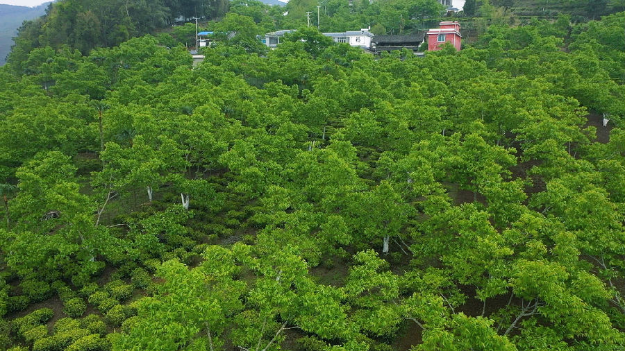 核桃种植基地（杨娟 摄）