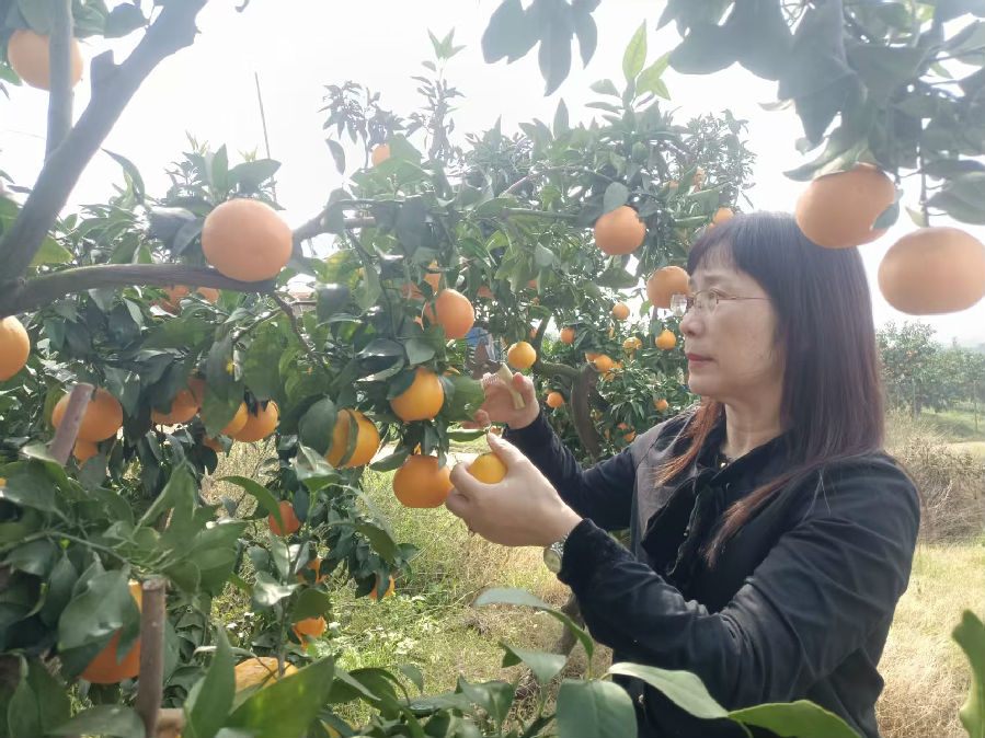 游客正在采摘（汪龙 摄)