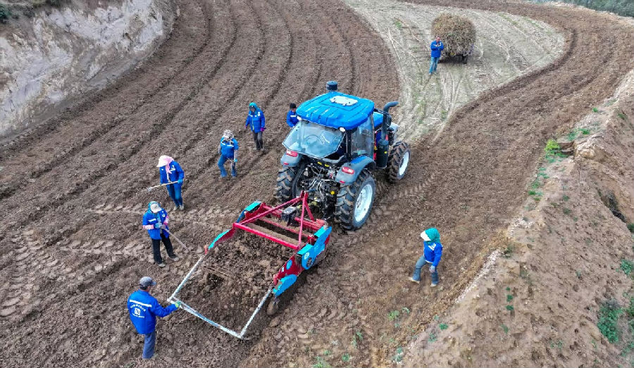 机械人力采挖黄芪（陈佰万 摄）