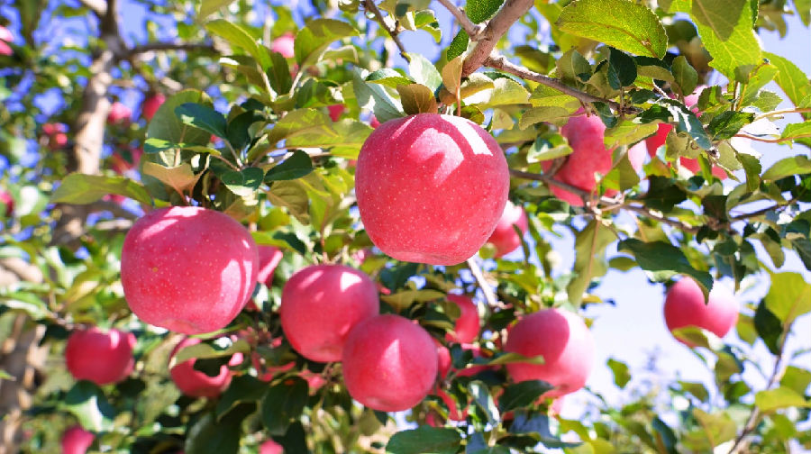 红彤彤的静宁苹果（胡文龙 摄）