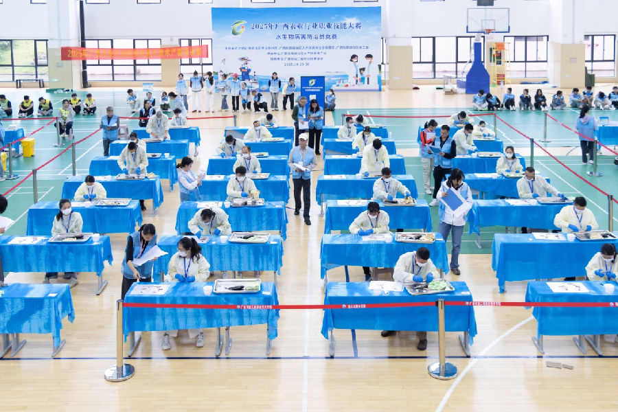 选手正在鲫鱼解剖赛项比赛（靳舒乔 摄）