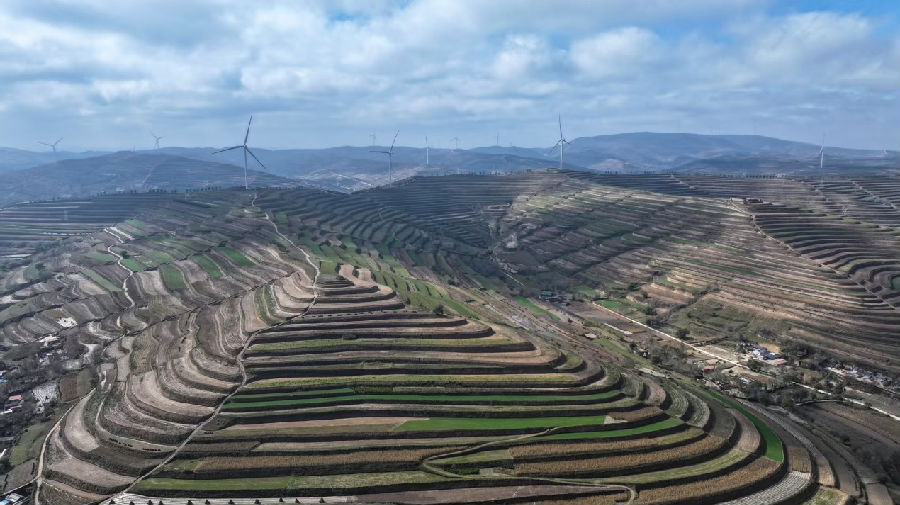 通渭万亩黄芪标准化种植基地（陈佰万 摄）