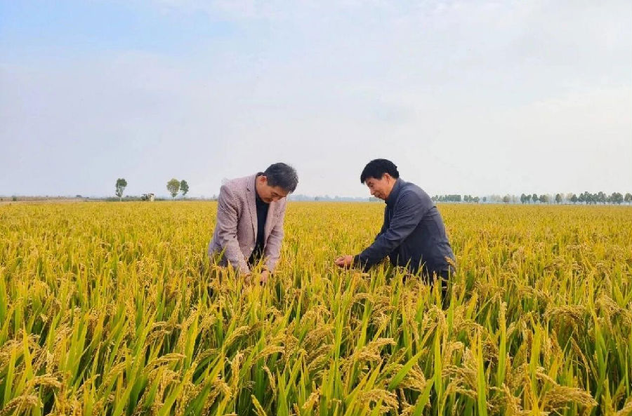 丰收现场（肖馨雨 摄）