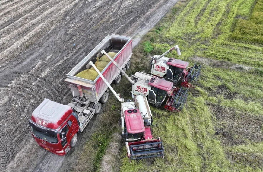 收割现场（肖馨雨 摄）