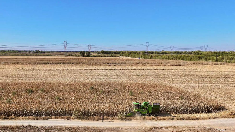 高标准农田里，大型玉米收割机正高效作业。（胡立忠 摄）
