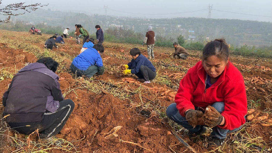 观音堂镇君王村村民在红薯地作业（高彦新 摄）