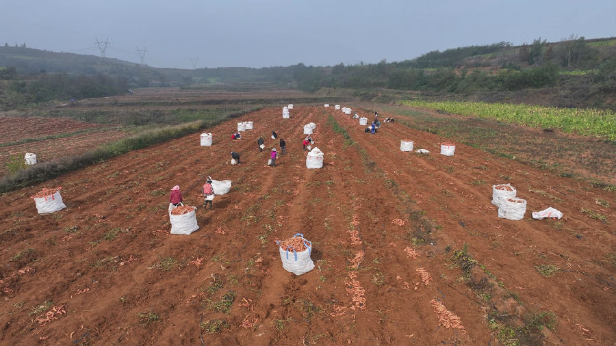 陕州区观音堂镇君王村红薯迎丰收（高彦新 摄）