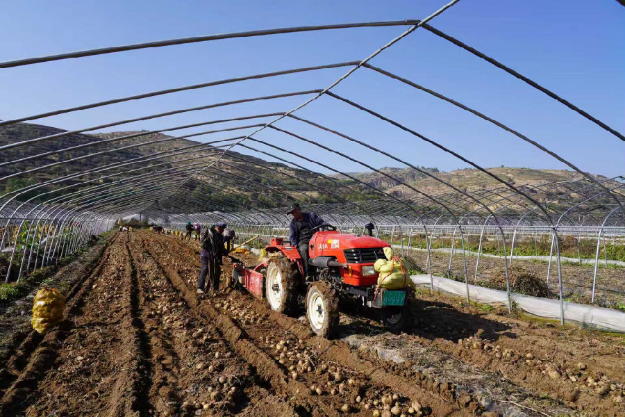薯形匀称、个头饱满的马铃薯原种破土而出。（张婧 摄）