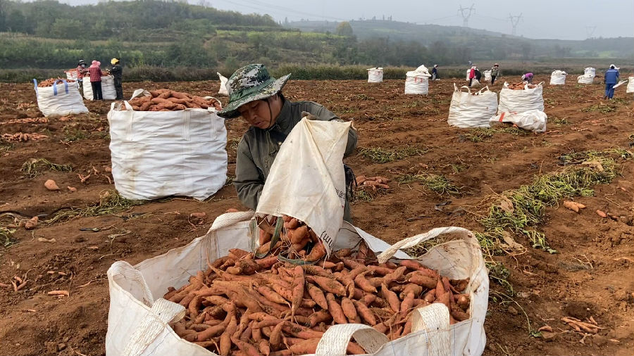 收获满满（霍东东 摄）