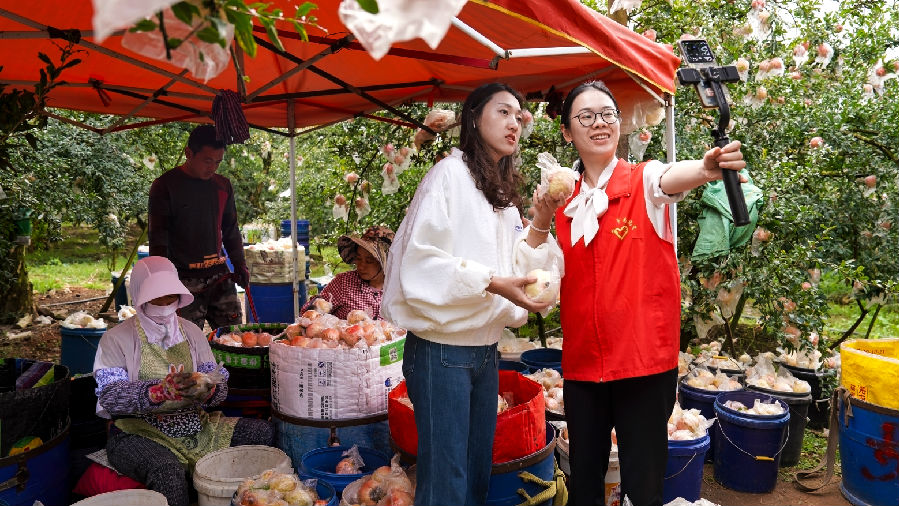 青年志愿者携手果农直播为家乡石榴宣传代言（李姝锦 摄）