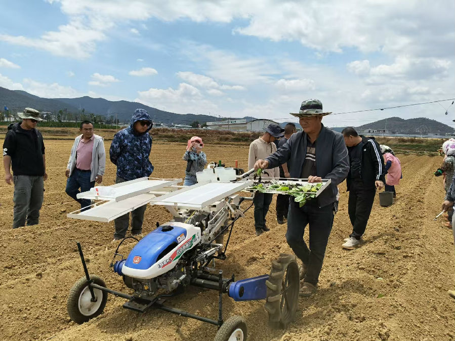 熊进邦正在田间进行机械化移栽 （李荣斌 摄）
