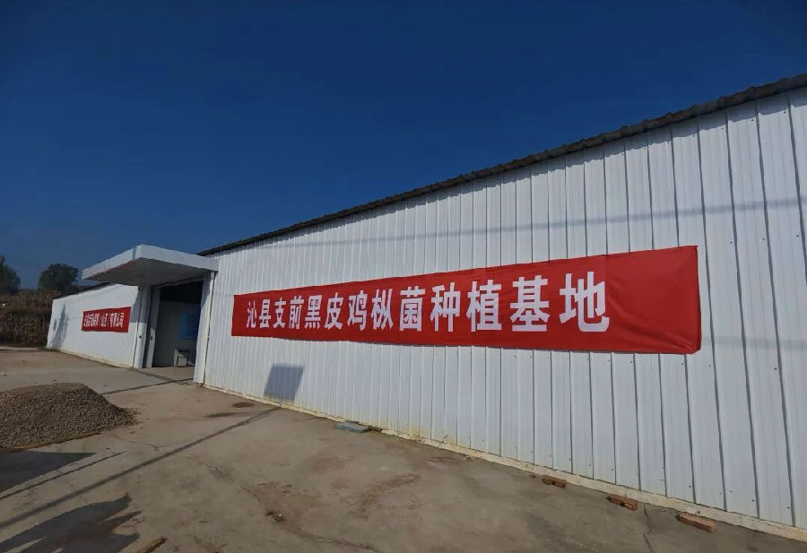 沁县支前黑皮鸡枞菌种植基地（王艳 摄）