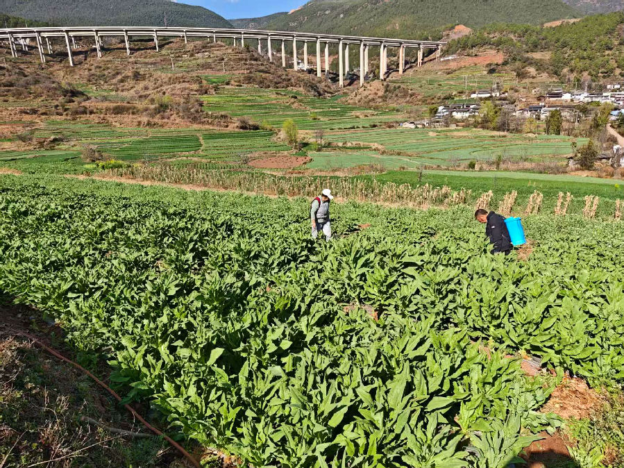 村民正在管理贡菜地（彭孝琴 摄）