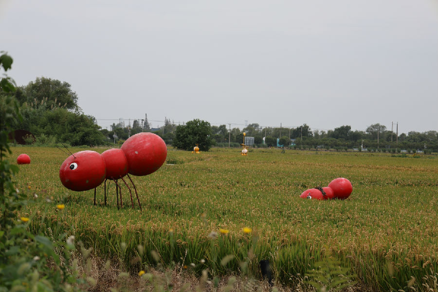 书画水乡，稻香东里。（董雯瑄 摄）