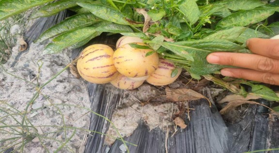 已成熟的人参果（张瑜 摄）