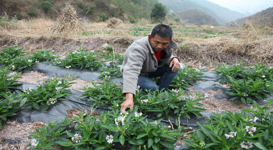 杨德虎查看人参果长势（张瑜 摄）