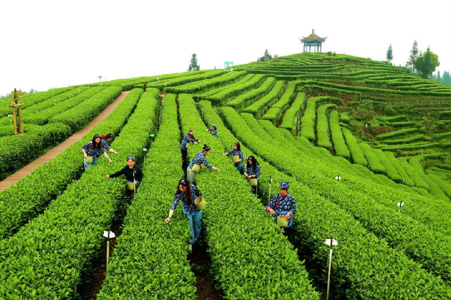 游客在梅岭茶叶主题公园体验采茶乐趣。（廖胜春 摄）