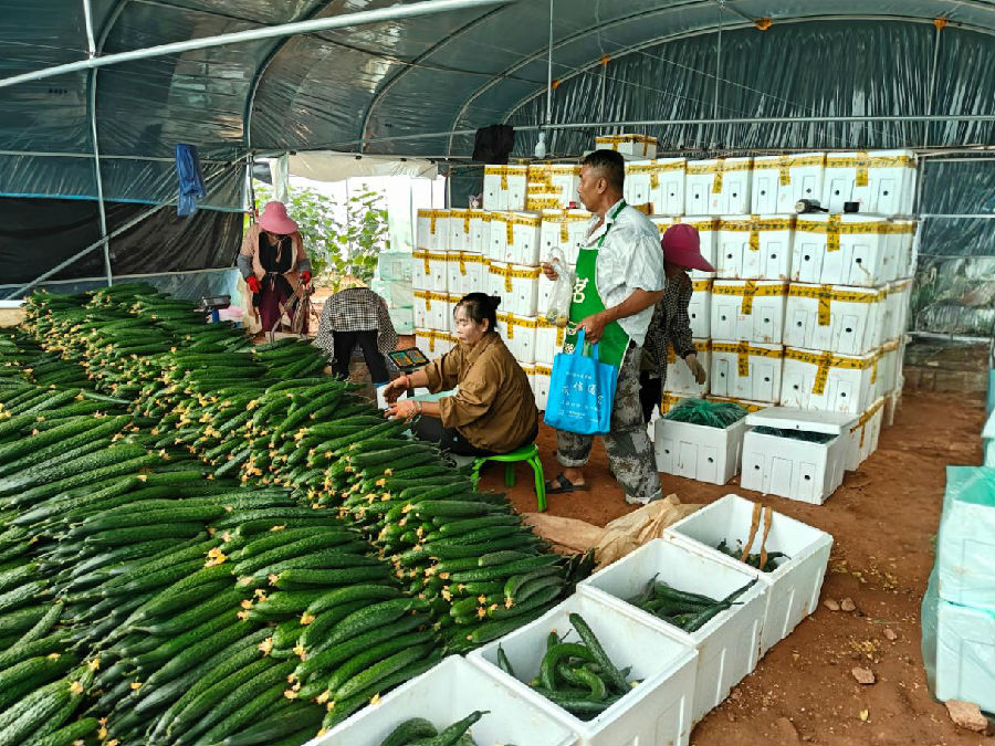 分拣装箱（果思雨 摄）
