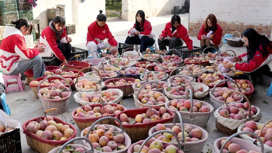 温宿县柯柯牙镇的苹果喜获丰收，大学生西部计划志愿者助农打包苹果。（李亚楠 摄）