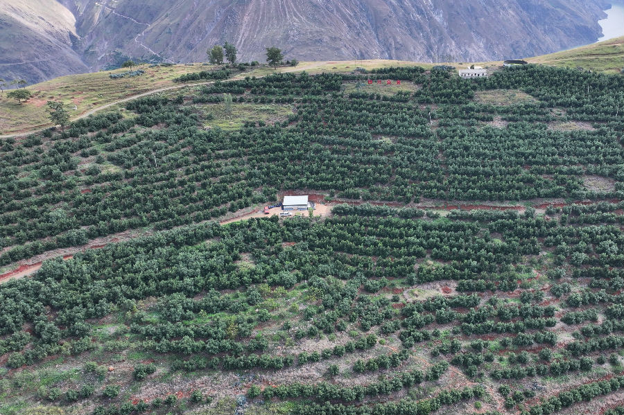 中坪子村的牛油果种植基地（胡方晓 摄）