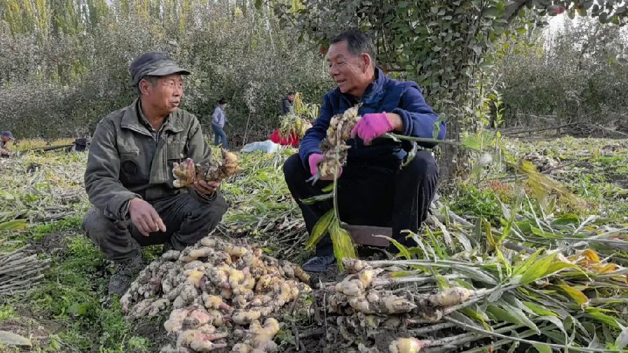 种植户陈梅正与阿克苏市科学技术协会的工作人员一同查看生姜的品质和产量情况（孙季鸿 摄）