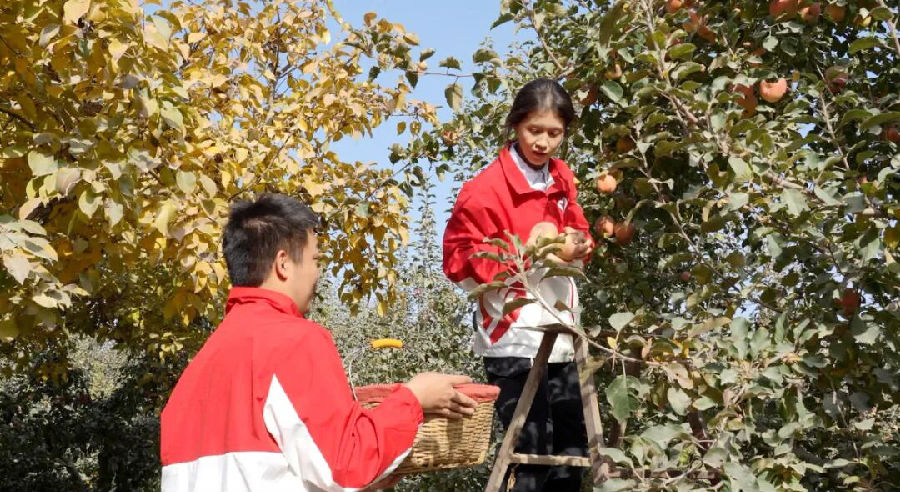 温宿县柯柯牙镇的苹果喜获丰收，大学生西部计划志愿者助农采摘苹果。（李亚楠 摄）