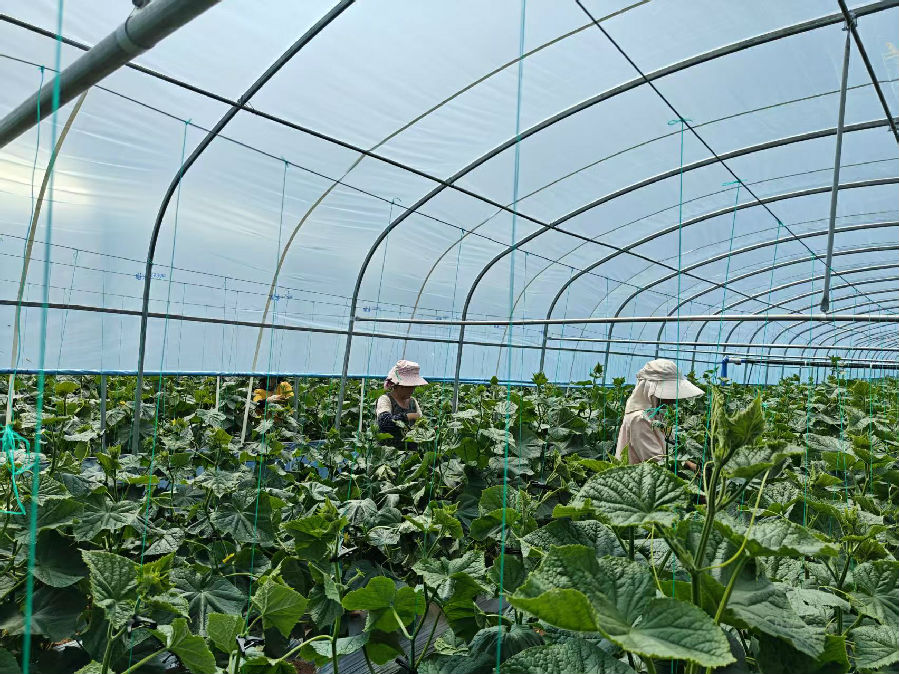黄瓜基地（果思雨 摄）