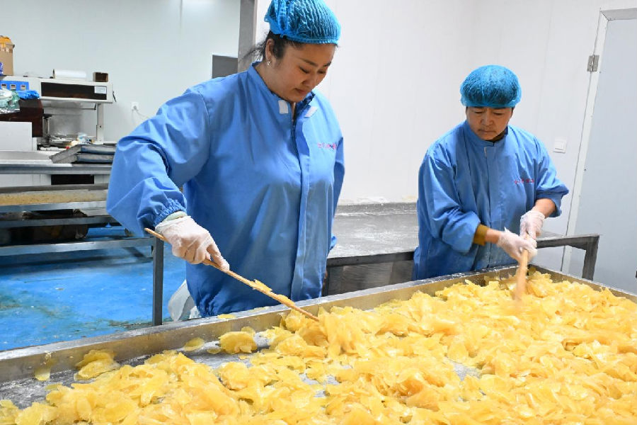 山东省青岛市即墨区移风店镇女儿村的农民在生产车间加工姜糖（张涛 摄）