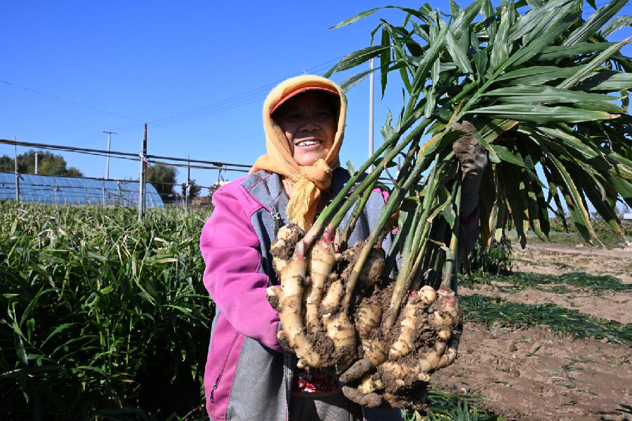 山东省青岛市即墨区移风店镇女儿村的农民展示刚收获的生姜（张涛 摄）