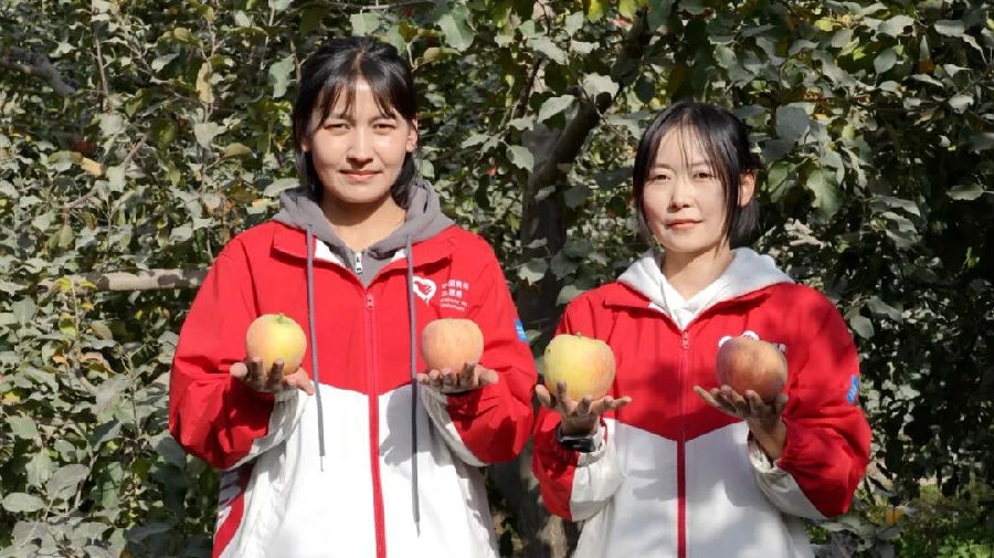 温宿县柯柯牙镇的苹果喜获丰收，大学生西部计划志愿者展示采摘的苹果。（李亚楠 摄）