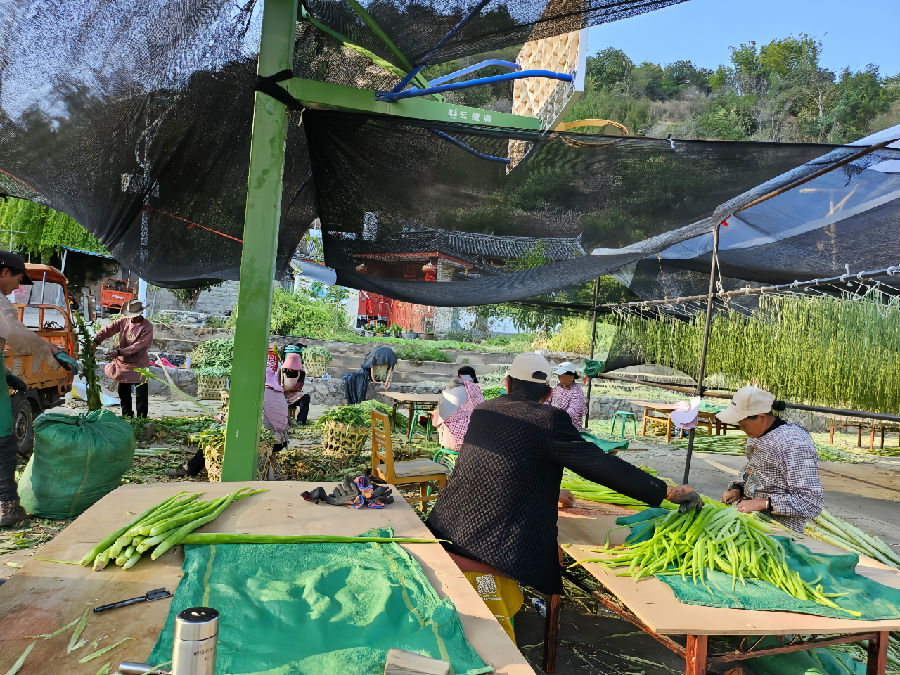 村民对贡菜进行初加工（张舒蓉 摄）