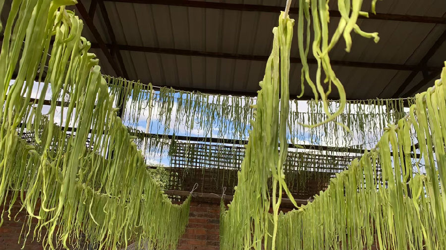 晾晒贡菜（彭孝琴 摄）