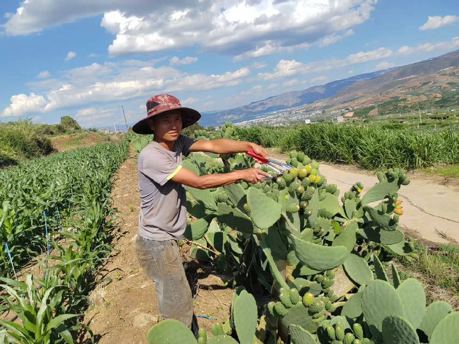 孔令川在地里劳作（潘怡融 摄）