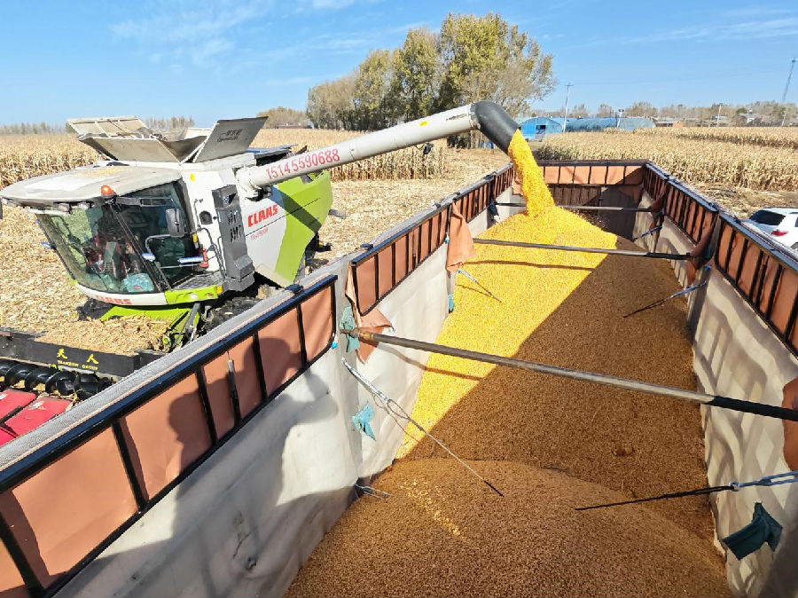 玉米种植示范园区收割现场（高超 摄）