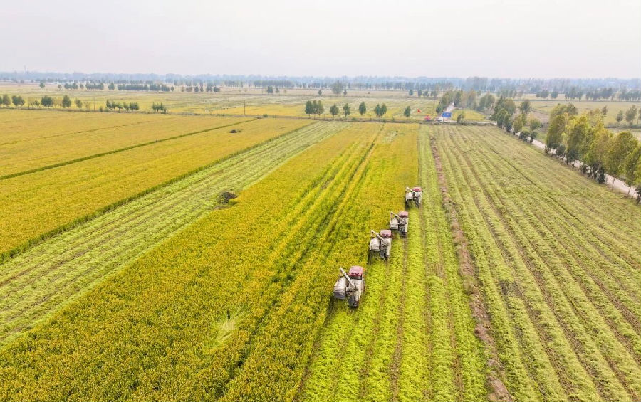 糯稻收割现场（张露伟 摄）