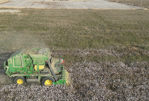 采收现场（阿依努尔 摄）