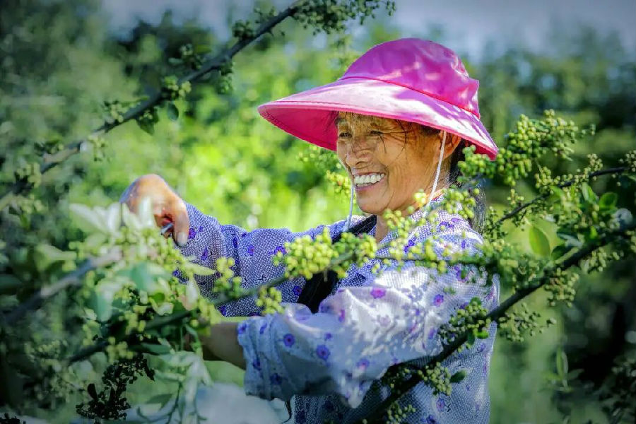 洪雅藤椒（黄思梅 摄）