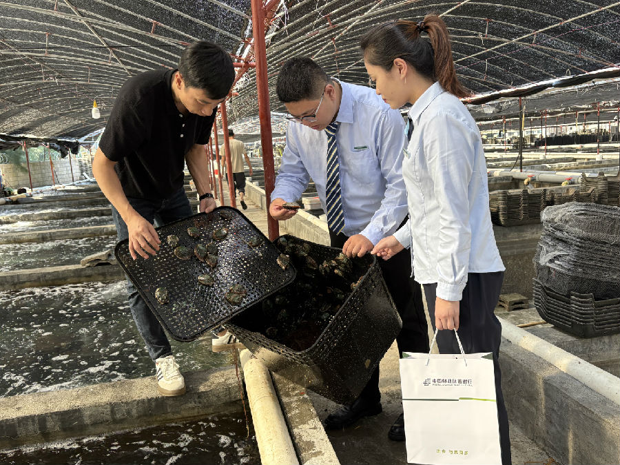 邮储银行东山支行工作人员上门为澳角村鲍鱼苗养殖户林元东提供金融服务 （陈斯宏 摄）