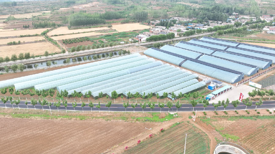大棚成方连片（邢飞 摄）