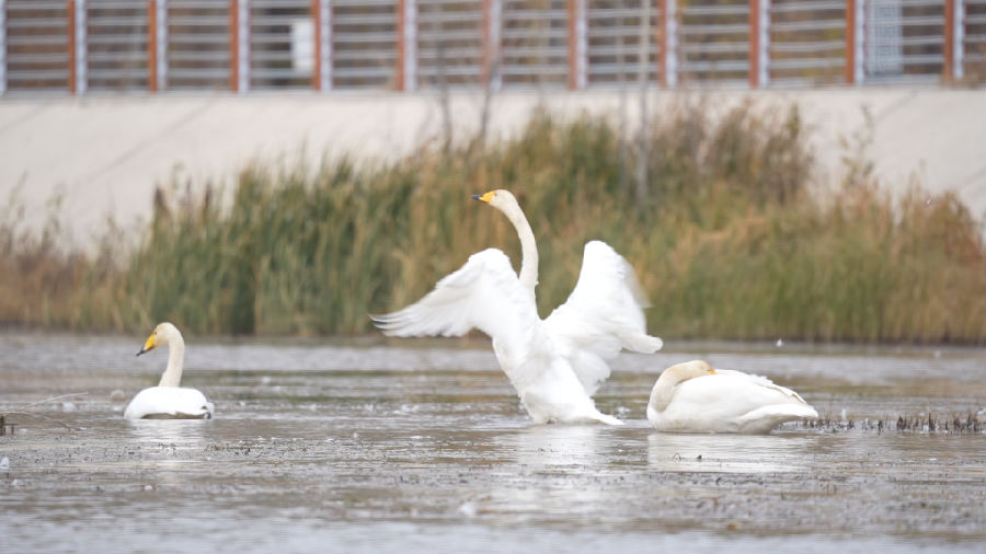 天鹅振翅高歌(朱芹 摄) 天鹅振翅高歌(朱芹 摄)