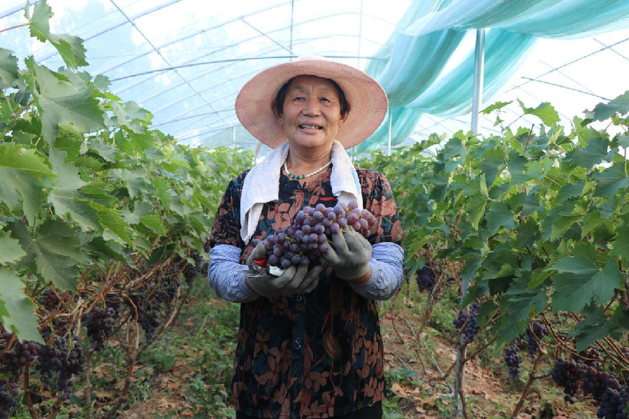 葡萄喜获丰收（邢飞 摄）