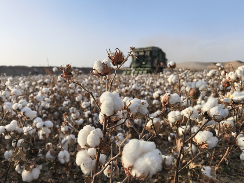 采收现场（阿依努尔 摄）