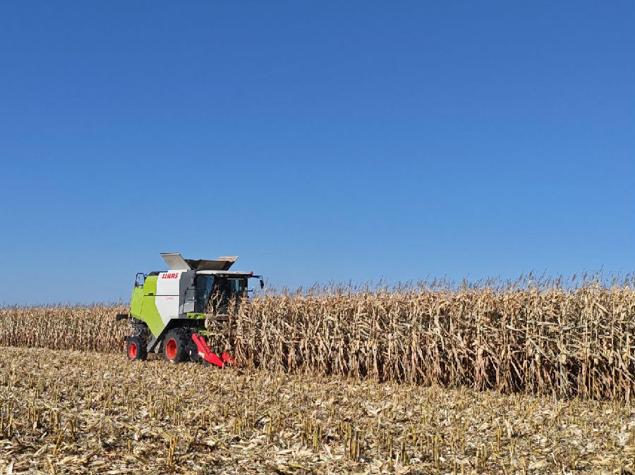 永兴镇跃进村收割现场（高超 摄）