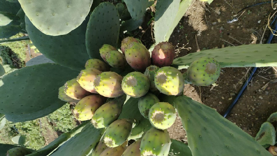 即将成熟的仙人掌果实（潘怡融 摄）