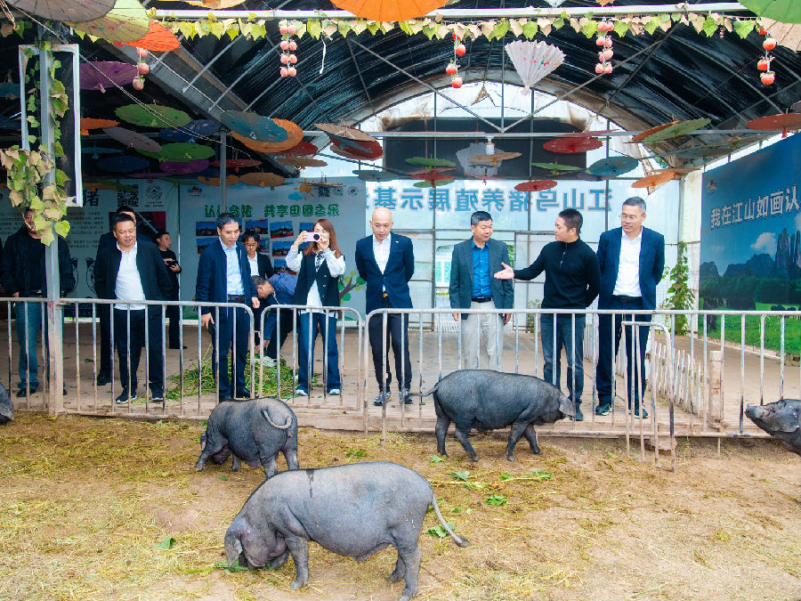玉山县黑猪产业考察组参观江山如画特色畜禽展示园 （柴慧芬 摄）